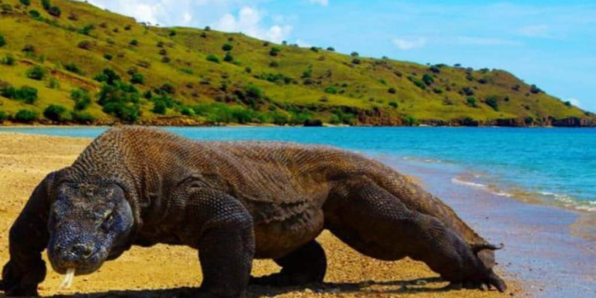 Paket Tour Sailing Komodo 2 Hari 1 Malam