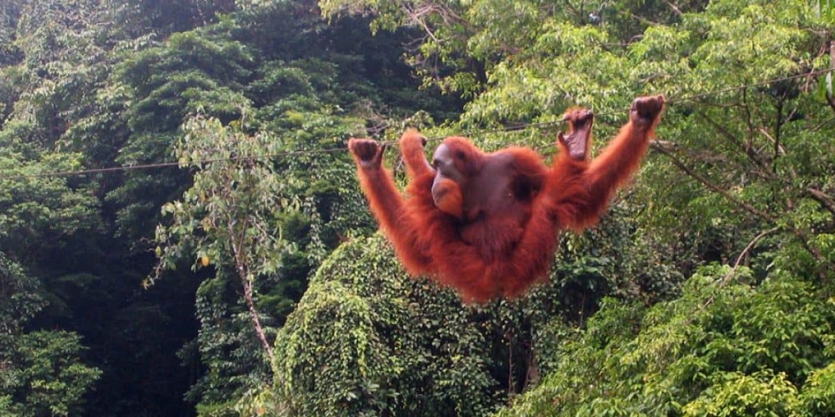 Orang-utan_bukit_lawang_2006-1200x545_c