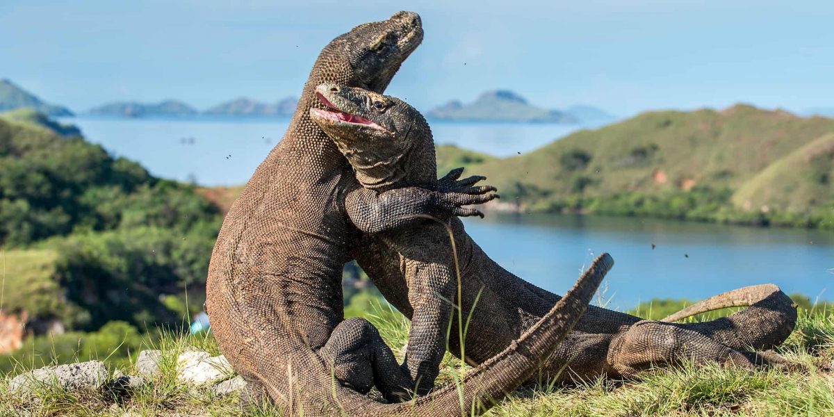 komodo-island-ok